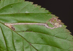 Stigmella villosella
