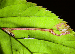 Stigmella villosella