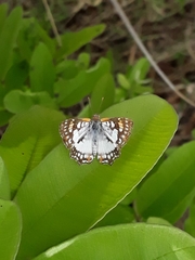 Ariconias glaphyra