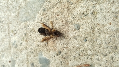 Apis dorsata breviligula