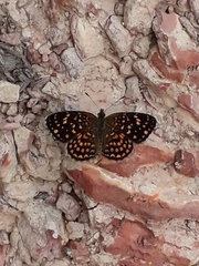 Phystis simois variegata