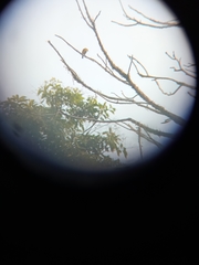 Euphonia chrysopasta