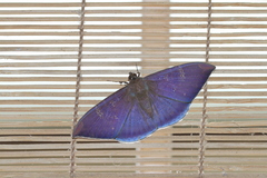 Hemeroblemma dolosina