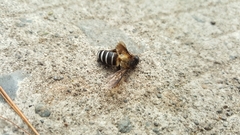 Apis dorsata breviligula