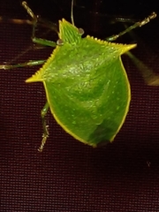 Pentatomidae
