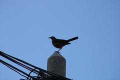 Turdus chiguanco