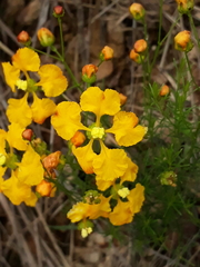 Camarea ericoides