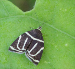 Hemerophila arcigera