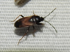 Eremocoris depressus