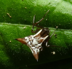 Micrathena evansi