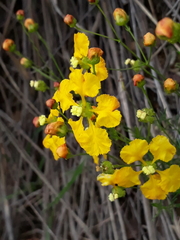 Camarea ericoides