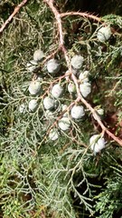 Juniperus excelsa