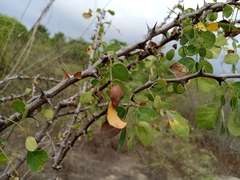 Pithecellobium excelsum