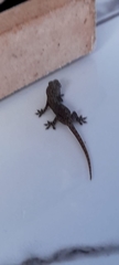 Hemidactylus