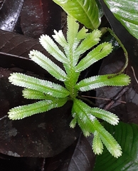 Selaginella delicatula