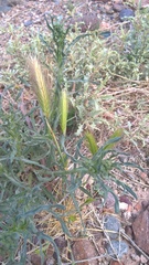 Hordeum murinum glaucum
