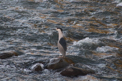 Nycticorax nycticorax