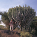 Euphorbia ammak - Photo (c) Roberto Sindaco, algunos derechos reservados (CC BY-NC-SA), subido por Roberto Sindaco