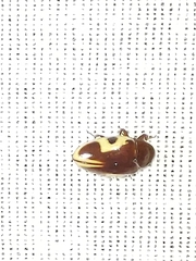 Chelonarium ornatum