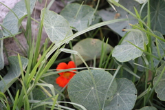 Tropaeolum majus
