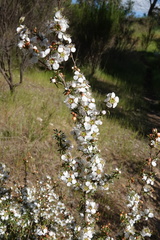 Leptospermum obovatum