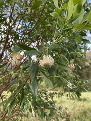 Pimelea ligustrina