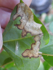 Leucoptera erythrinella image