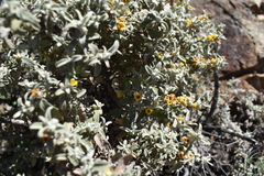 Buddleja mendozensis