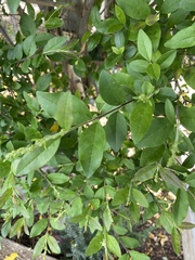 Angiospermae