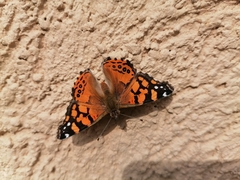 Vanessa annabella