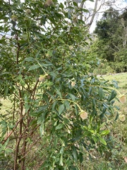 Pimelea ligustrina