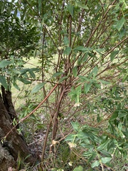 Pimelea ligustrina
