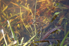 Dolomedes minor