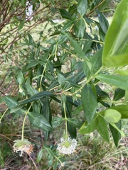 Pimelea ligustrina