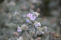 Tarasa capitata