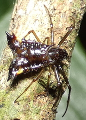 Micrathena triangularis