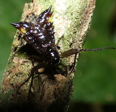 Micrathena triangularis