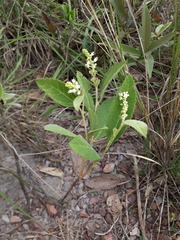 Croton antisyphiliticus