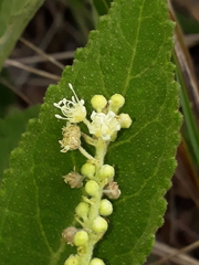 Croton antisyphiliticus