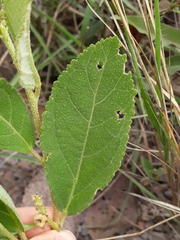 Croton antisyphiliticus