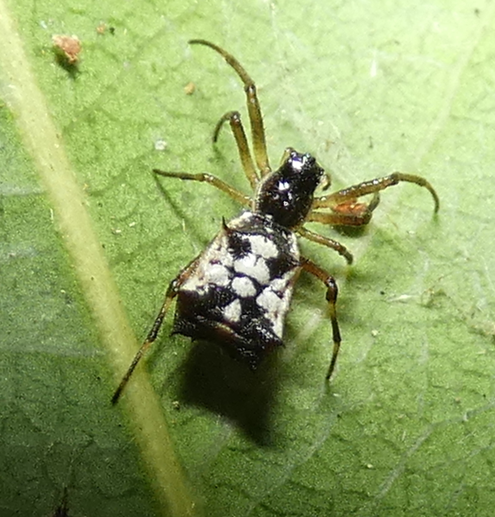 Micrathena picta