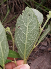 Croton antisyphiliticus