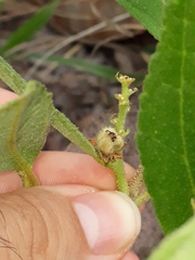 Croton antisyphiliticus