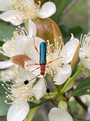 Unxia gracilior (Burmeister, 1865)