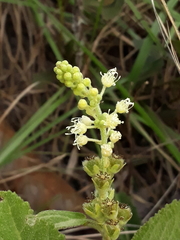 Croton antisyphiliticus