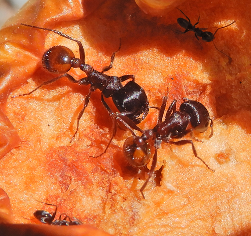 Rough Harvester Ant