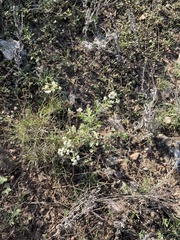 Parthenium confertum