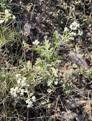 Parthenium confertum