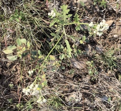 Parthenium confertum