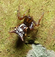 Micrathena evansi